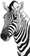 zebra.gif